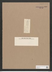Navicula sp. (de-Toni-Nr.: Genus 1) Zeichnungen Sammlung Grunow Nr. 1620 (NHMW-BOT-W0368176)